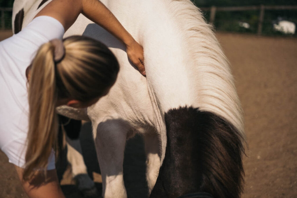 Tensegrales Pferdetraining- Tensegrale Praxiswoche Gut Mischenried (11)