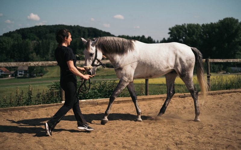Faszientraining Pferd Horse Tensegrity Training Nike Hertenstein Hannah Bernlochner (105)